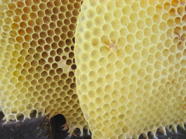 Cera de abeja virgen