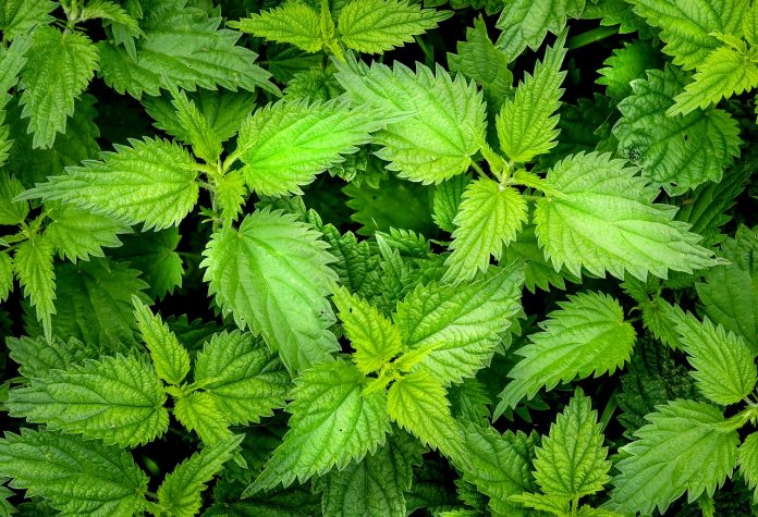 nettle-2564588_1280 Beneficios de las ortigas