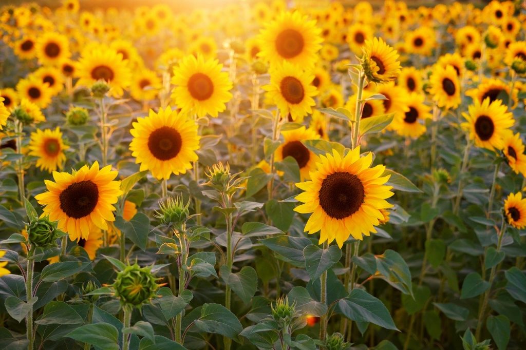 beneficios que nos aporta el sol