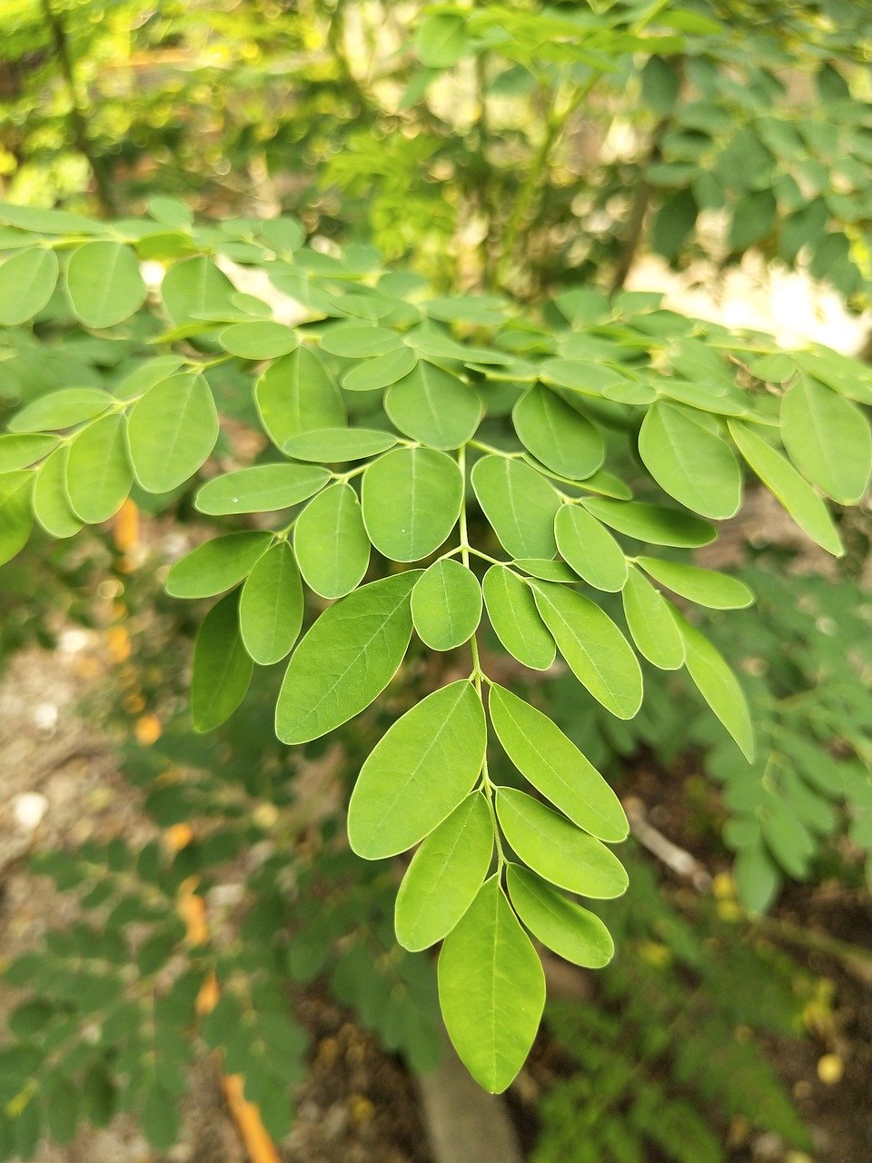 moringa