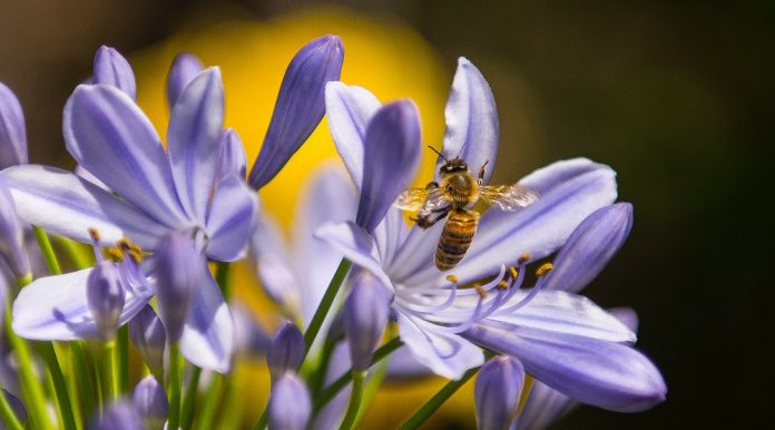 Abejas