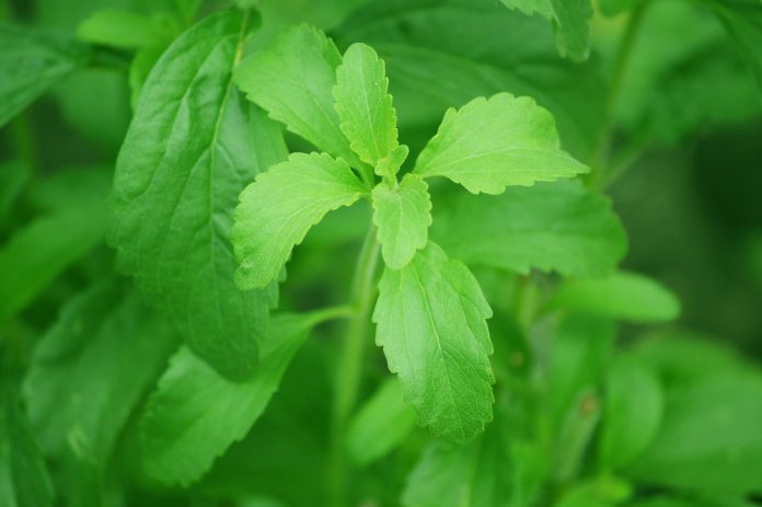 stevia-