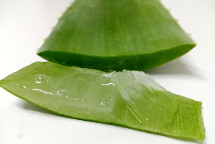Aloe _vera Beneficios del aloe vera para la piel