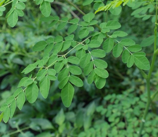 La moringa y sus propiedades