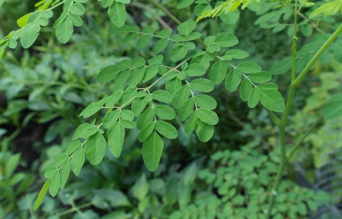Moringa La moringa y sus propiedades