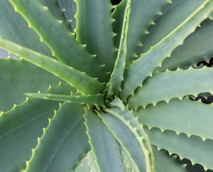 Planta de aloe vera