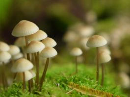 Importancia de las setas para los ecosistemas
