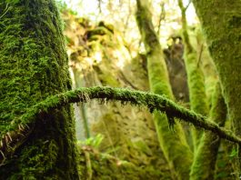 Importancia del musgo en los ecosistemas