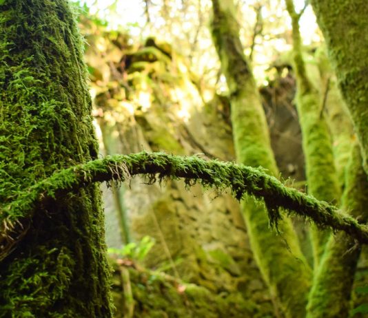 Importancia del musgo en los ecosistemas
