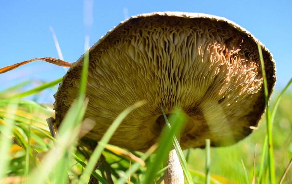 Seta parasol