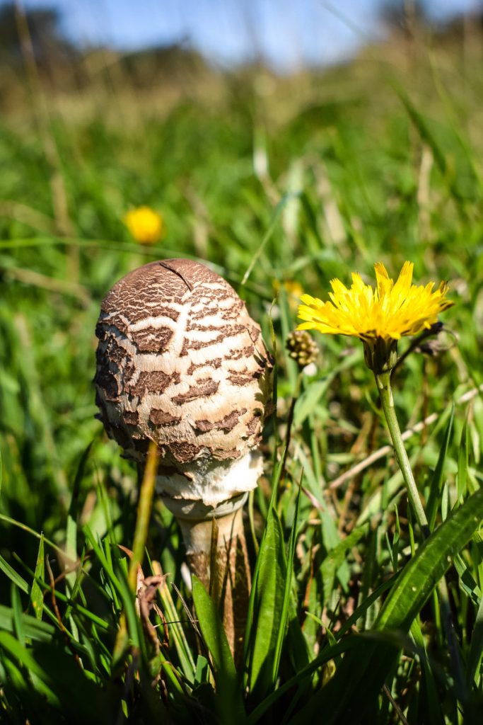 Seta parasol, Macrolepiota