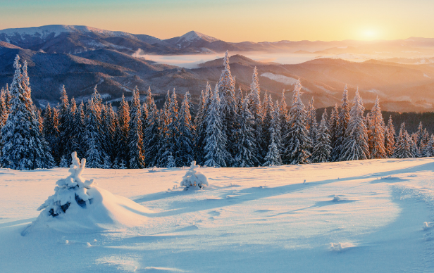 Los ecosistemas de nieve