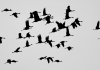 La importancia de las aves migratorias